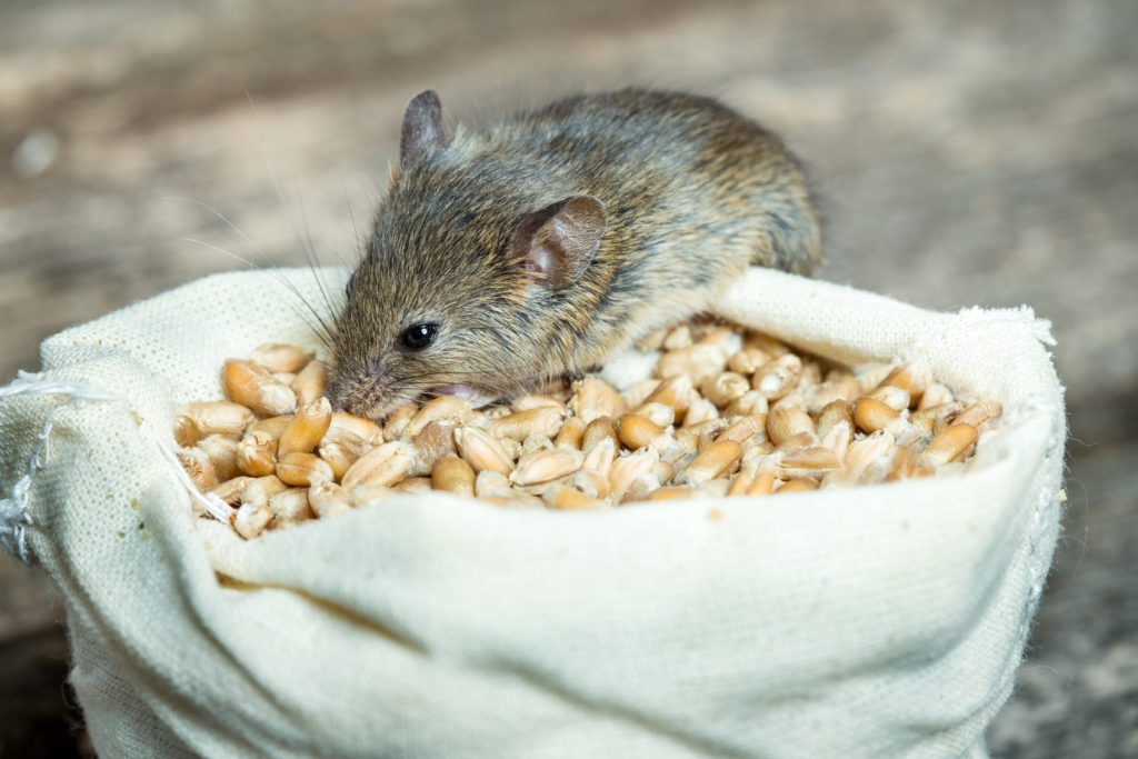 shutterstock 302488097 Funny Names for Pests and Insects