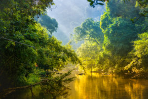 shutterstock 493168426 Amazing,Scenic,View,Tropical,Forest,With,Jungle,River,On,Background