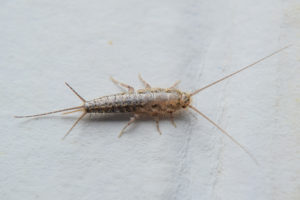 shutterstock 559454743 Insect,Feeding,On,Paper,-,Silverfish.,Pest,Books,And,Newspapers.