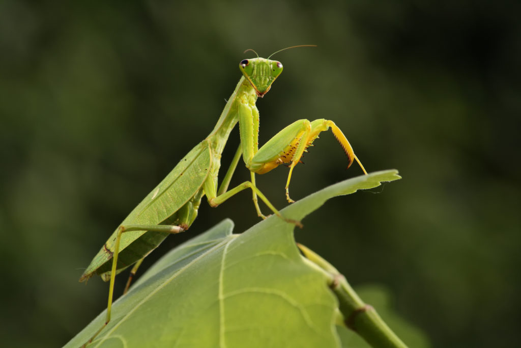 shutterstock 570547306 Funny Names for Pests and Insects
