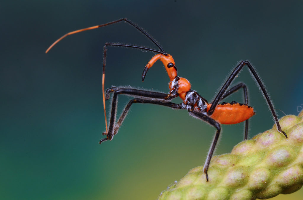 Funny Names for Pests and Insects - Pointe Pest Control | Chicago Pest Control and Exterminator Funny Names for Pests and Insects - Pointe Pest Control | Chicago Pest Control and Exterminator