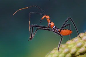 shutterstock 720390478 Macro,Image,Of,A,Beautiful,Assassin,Bug,Nymph