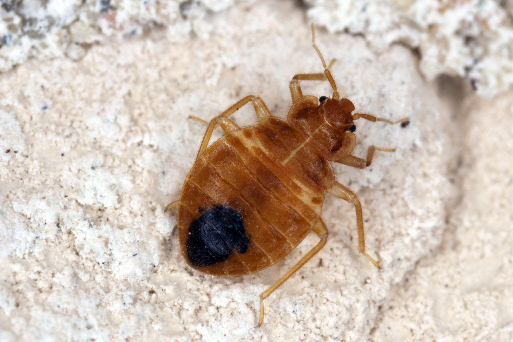 Funny Names for Pests and Insects - Pointe Pest Control | Chicago Pest Control and Exterminator Funny Names for Pests and Insects - Pointe Pest Control | Chicago Pest Control and Exterminator