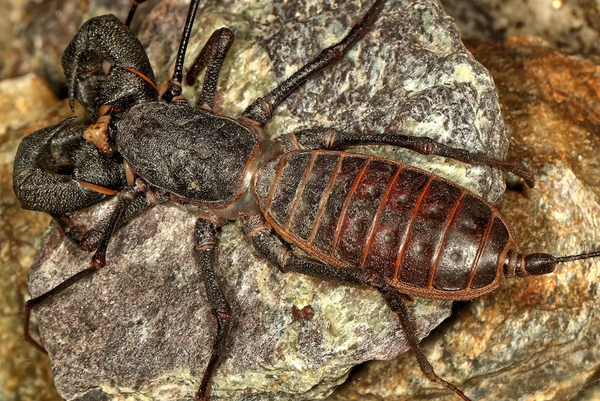Close-up image of a vinegaroon on rocks