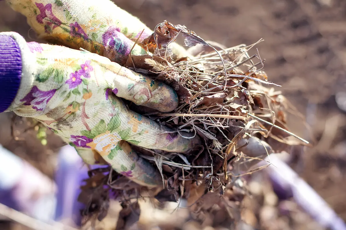 Gardening gloves holding dried leaves and yard debris for cleanup