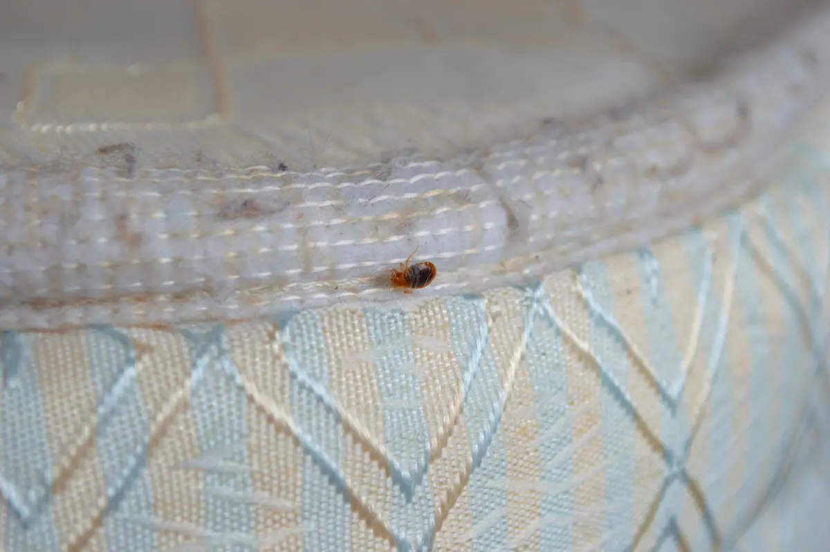 Small bed bug crawling on mattress fabric seam