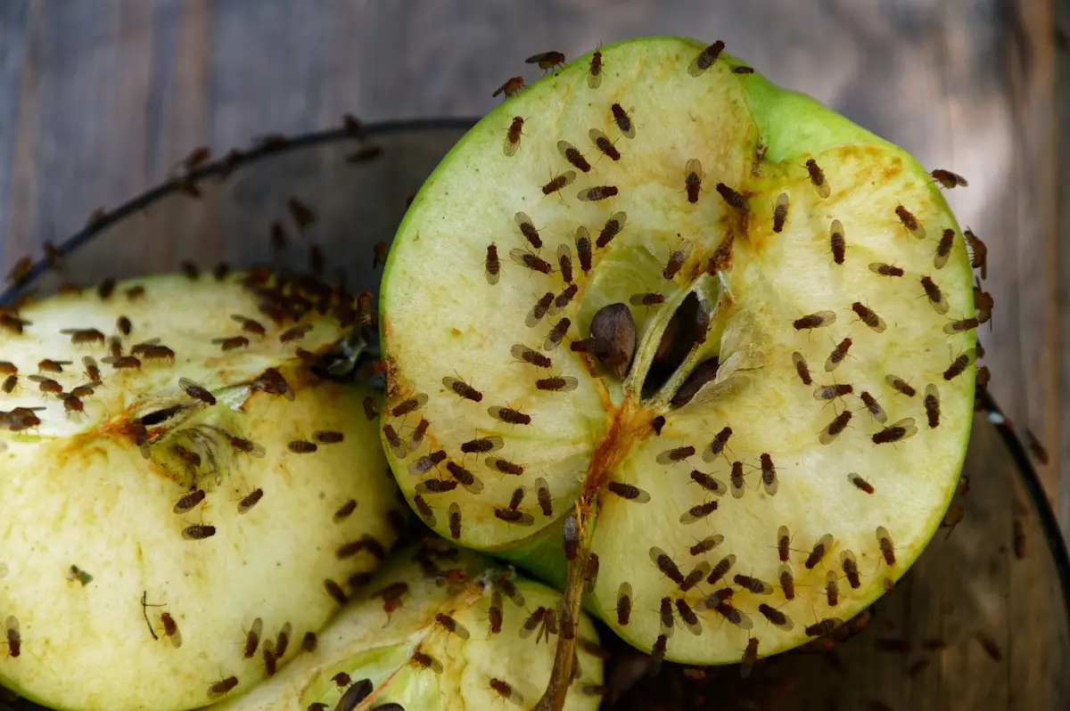 Fruit flies infesting sliced rotting apples on a wooden surface