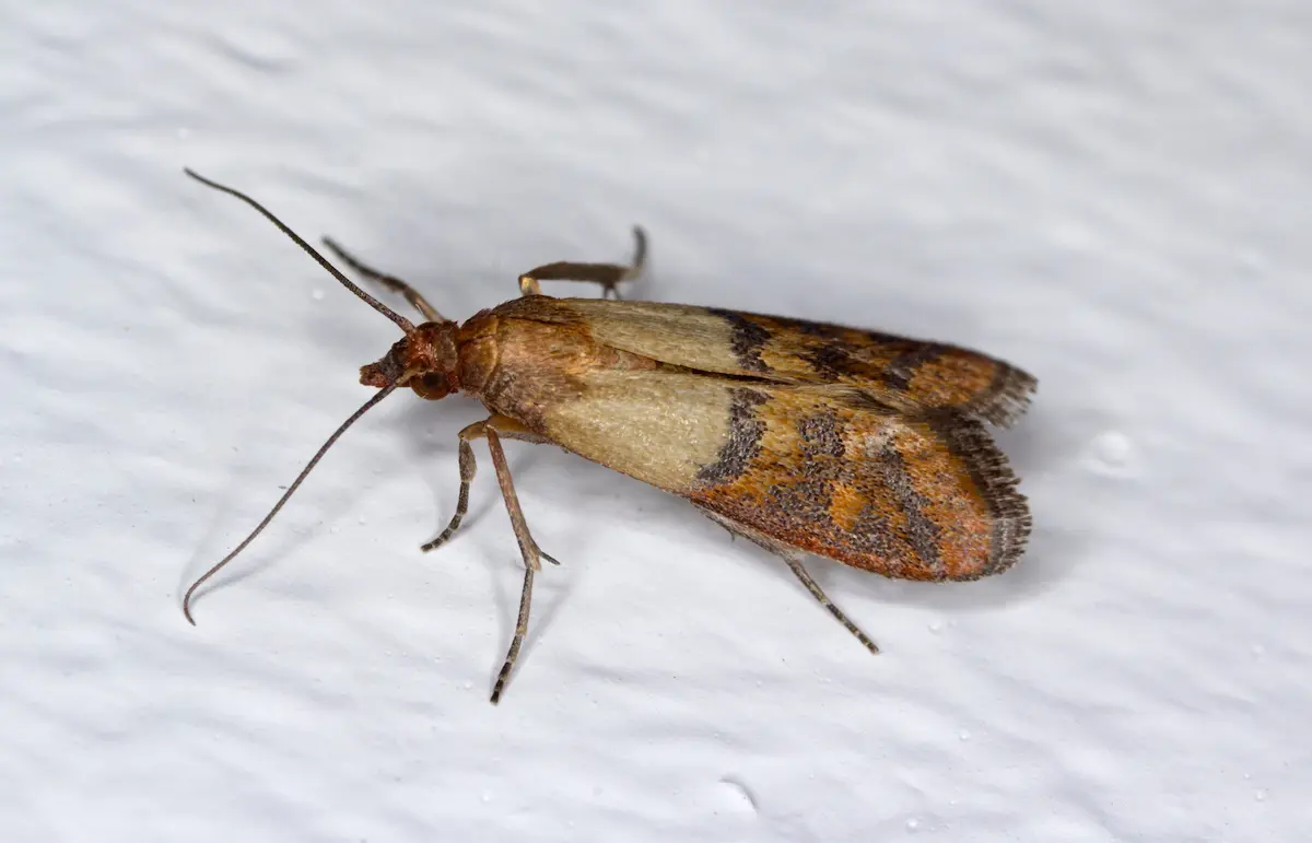 Brown pantry moth resting on a white surface