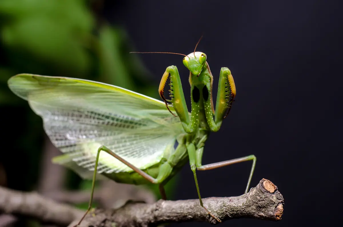 Green praying mantis perched on a branch macro shot