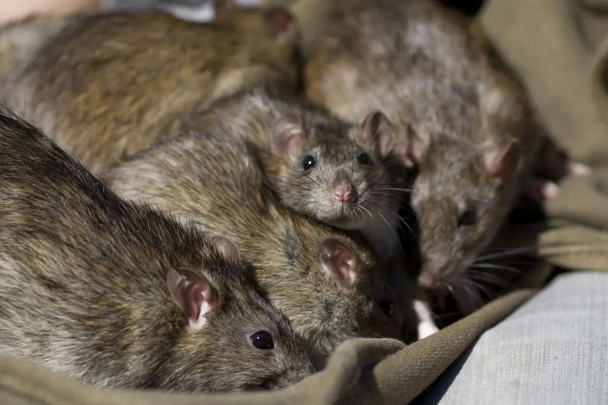 Group of rats gathered closely together indoors