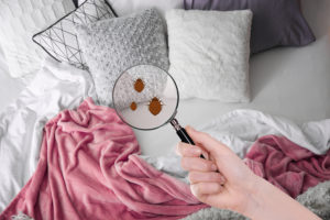 shutterstock 1031701834 Woman,With,Magnifying,Glass,Detecting,Bed,Bugs,In,Bedroom