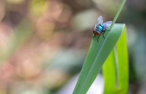 shutterstock 1055377064 Fly,,insect,on,The,Green,Grass.