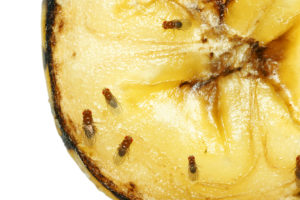 shutterstock 110050226 Macro,Of,Common,Fruit,Flies,(drosophila,Melanogaster),On,Piece,Of
