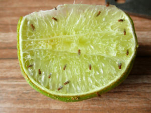 shutterstock 1117898816 Drosophila,On,Lime,Are,Contagion,Come,To,Man