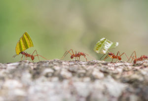 shutterstock 1163567884 Leaf,Cutter,Ants,Marching,To,Nest,Carrying,Sections,Of,Leaves