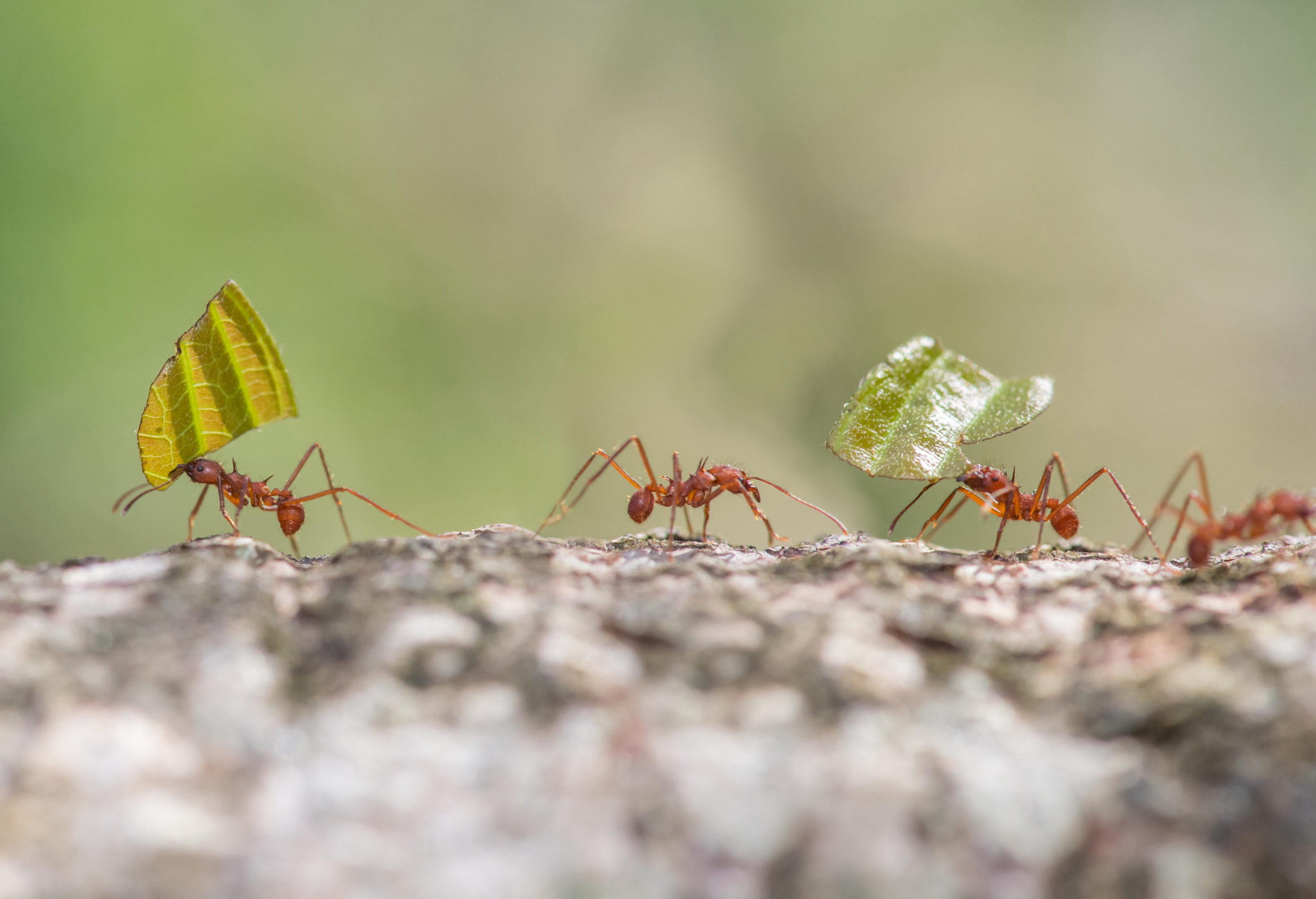 shutterstock 1163567884 scaled Are Ants Intelligent?