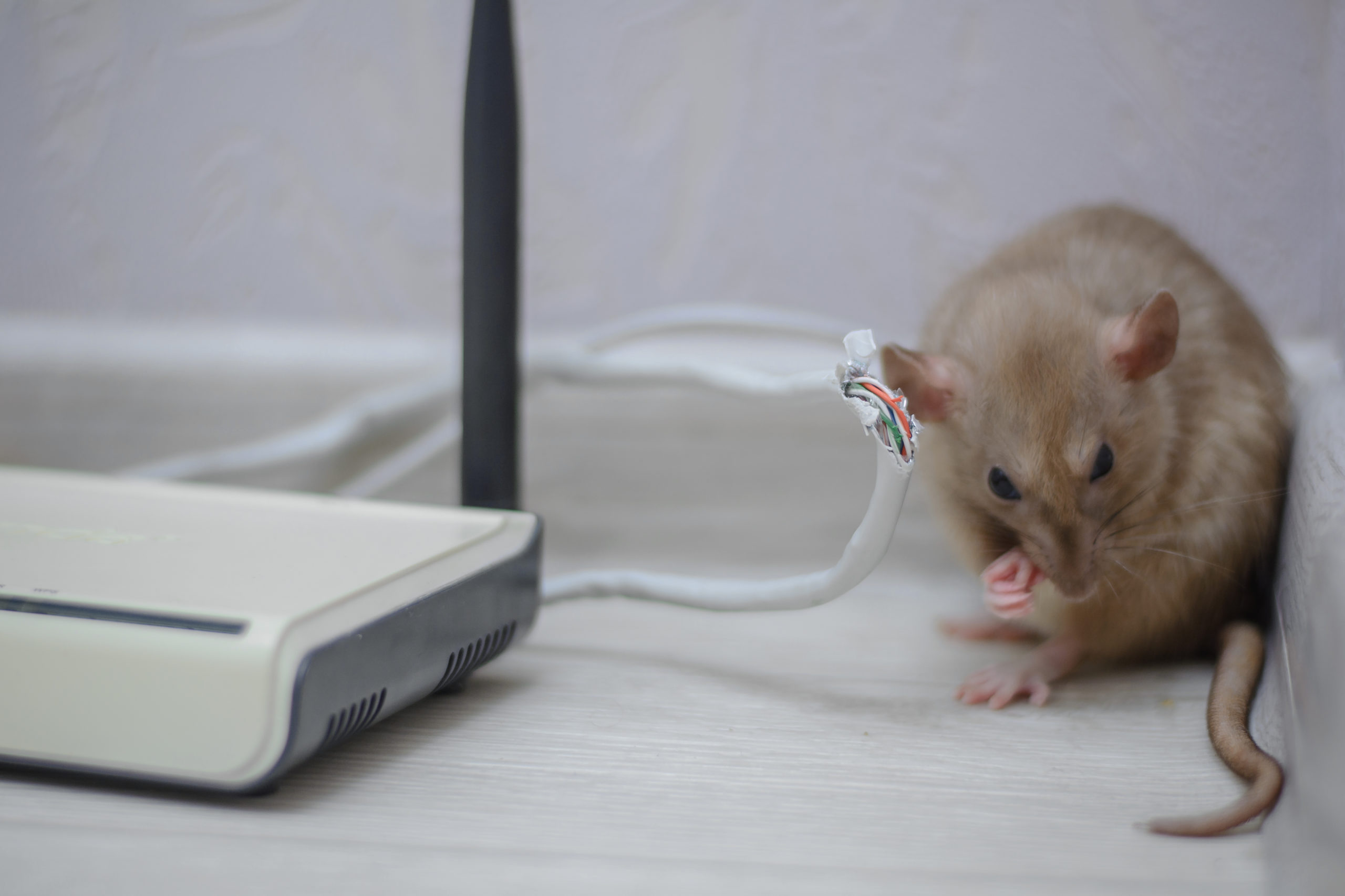 shutterstock 1284718183 scaled Norway Rats