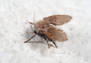 shutterstock 1298154136 Macro,Photography,Of,Drain,Fly,On,White,Floor