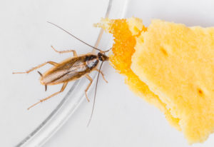 shutterstock 134352224 Blattella,Germanica,German,Cockroach,Eating,Pineapple,Filled,Biscuit