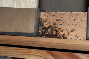 shutterstock 1414558760 Bed,Bug,Infestation,On,Bed,Frame,Made,From,Timber,And
