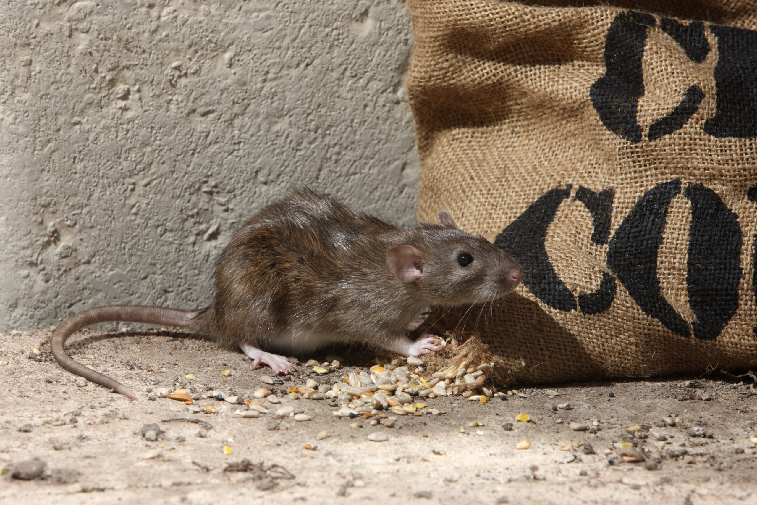 shutterstock 149284394 scaled Norway Rats