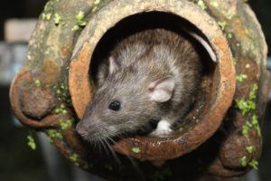 shutterstock 149284907 Brown,Rat,,Rattus,Norvegicus,,Captive,,In,Drain,Pipe,,August,2009