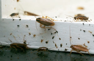 shutterstock 1534416293 A,Lot,Of,Cockroaches,Are,Sitting,On,A,White,Wooden