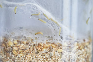 shutterstock 1627795453 Transparent,Plastic,Food,Container,Filled,With,Oatmeal,Seeds,Infested,By