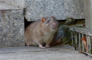 shutterstock 1645965394 Watchful,Brown,Rat,(rattus,Norvegicus)