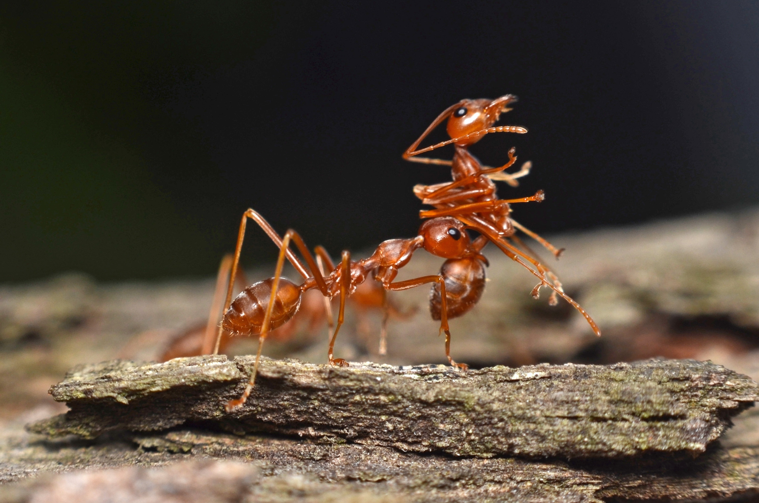 shutterstock 1853182513 Are Ants Intelligent?