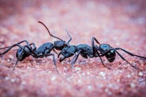 shutterstock 1902540091 A,Close,Up,Of,Two,Ants,Fighting.