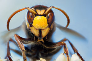 shutterstock 1913914081 European,Hornet,In,Close-up,In,An,Aggressive,Pose.,Front,View.