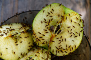 shutterstock 2009370605 A,Cut,Apple,Has,Attracted,Fruit,Flies,To,Feed,On