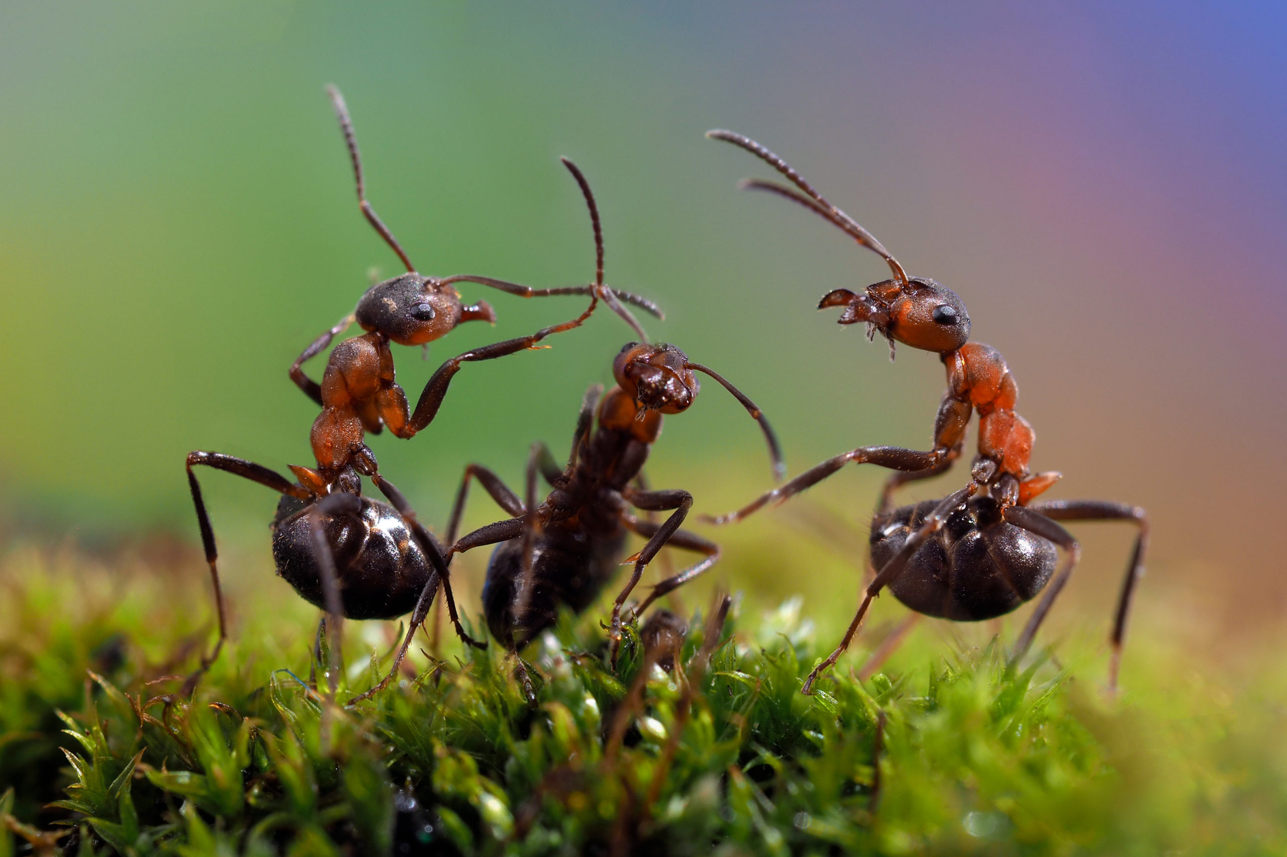 shutterstock 426079432 scaled Are Ants Intelligent?