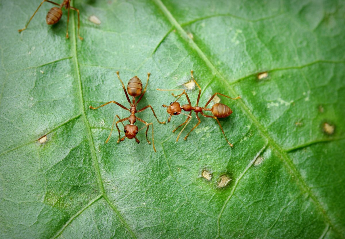 Do Insects Bleed Do Insects Bleed When They’re Injured? - Pointe Pest Control ...