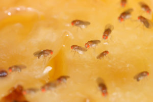 shutterstock 472095526 Fruit,Flies