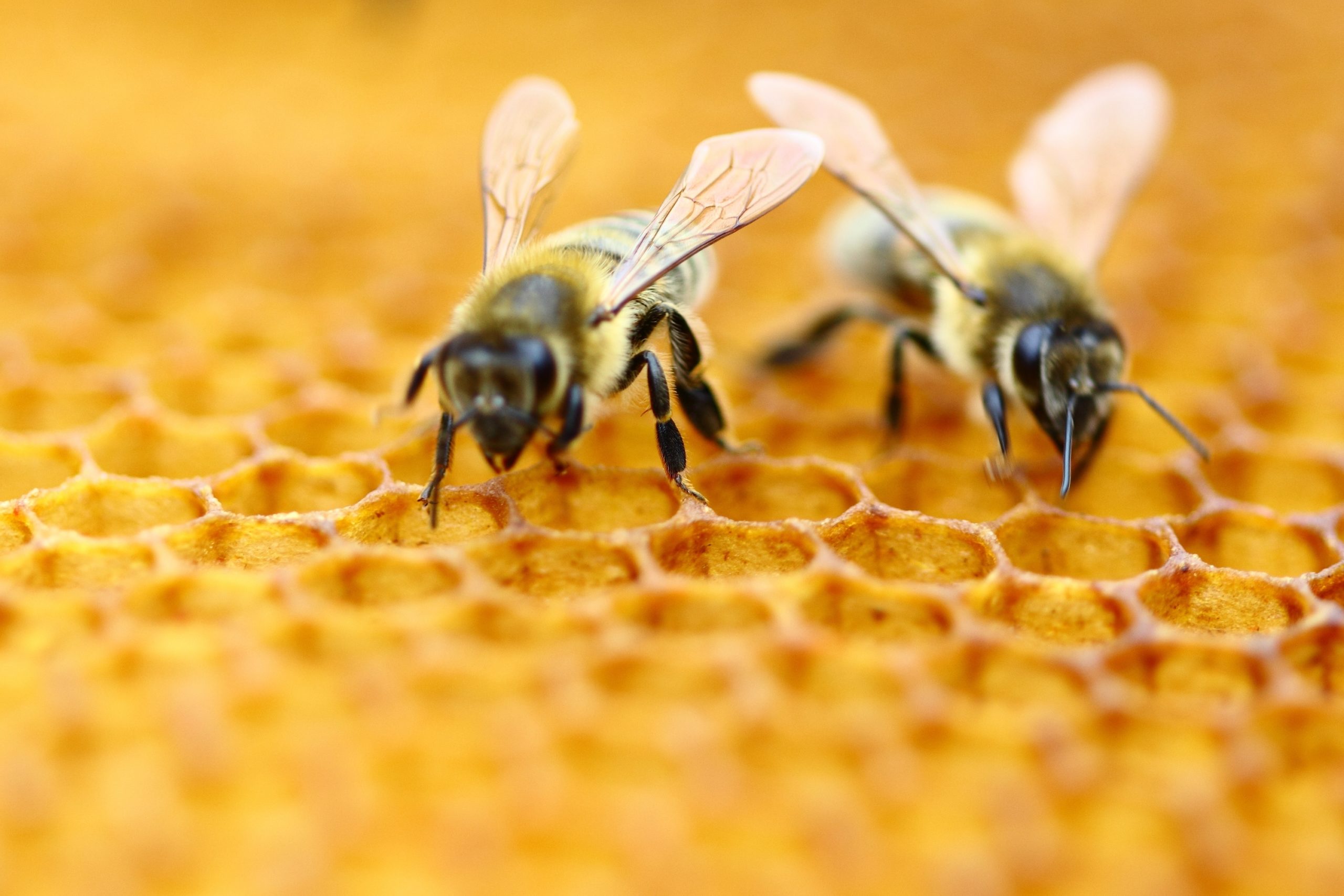 shutterstock 516810277 scaled Insects that Went Viral