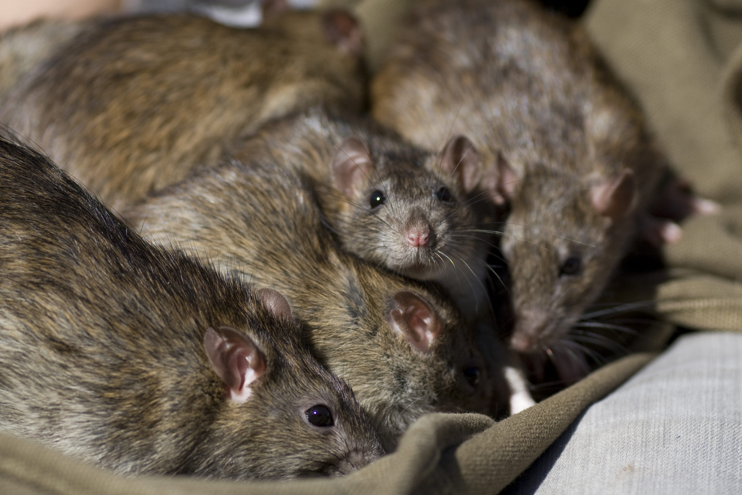 shutterstock 563500135 scaled Norway Rats