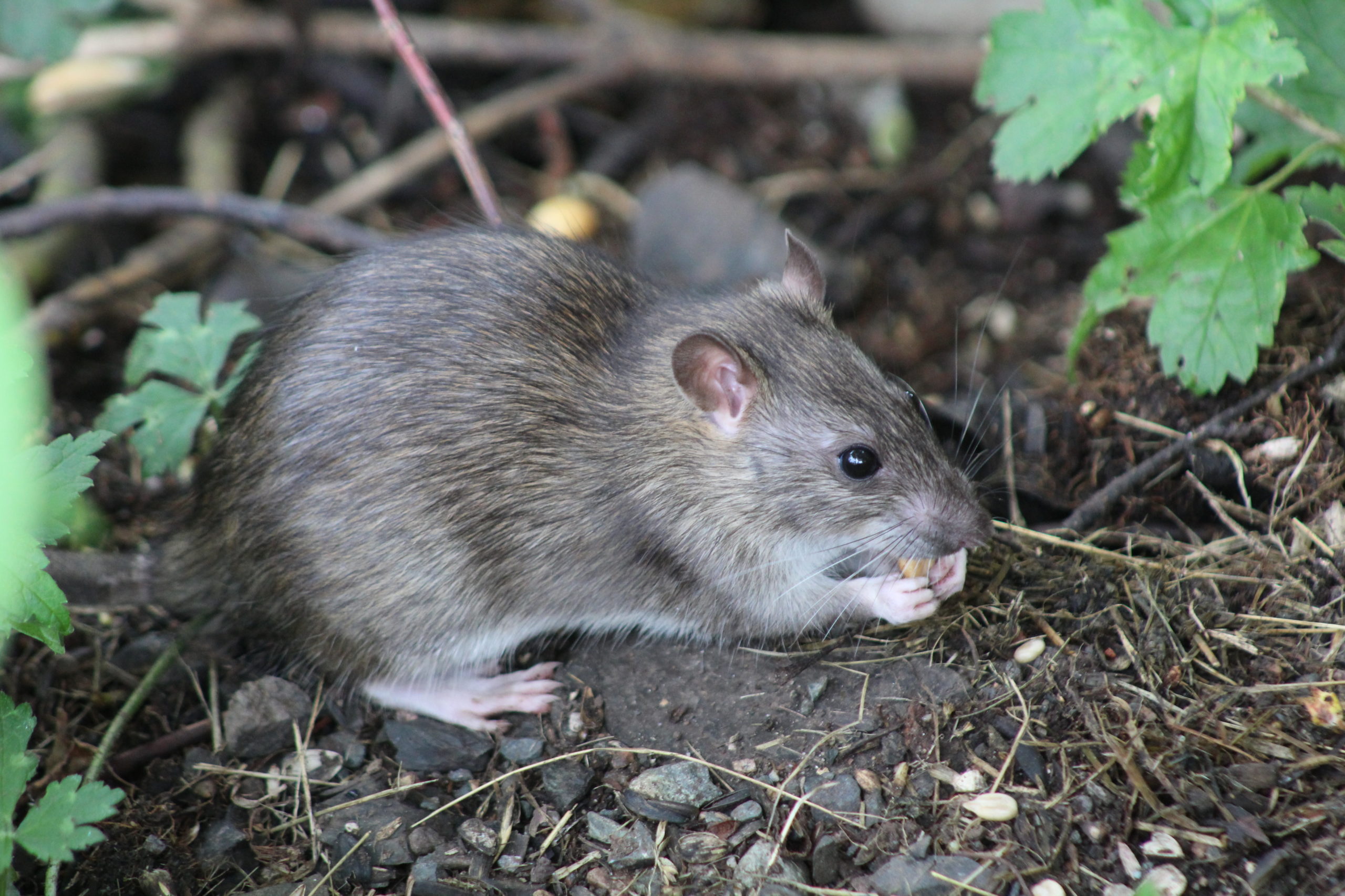 shutterstock 699454675 scaled Norway Rats
