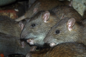 shutterstock 794944618 Brown,Or,Norway,Rat,(rattus,Norvegicus)