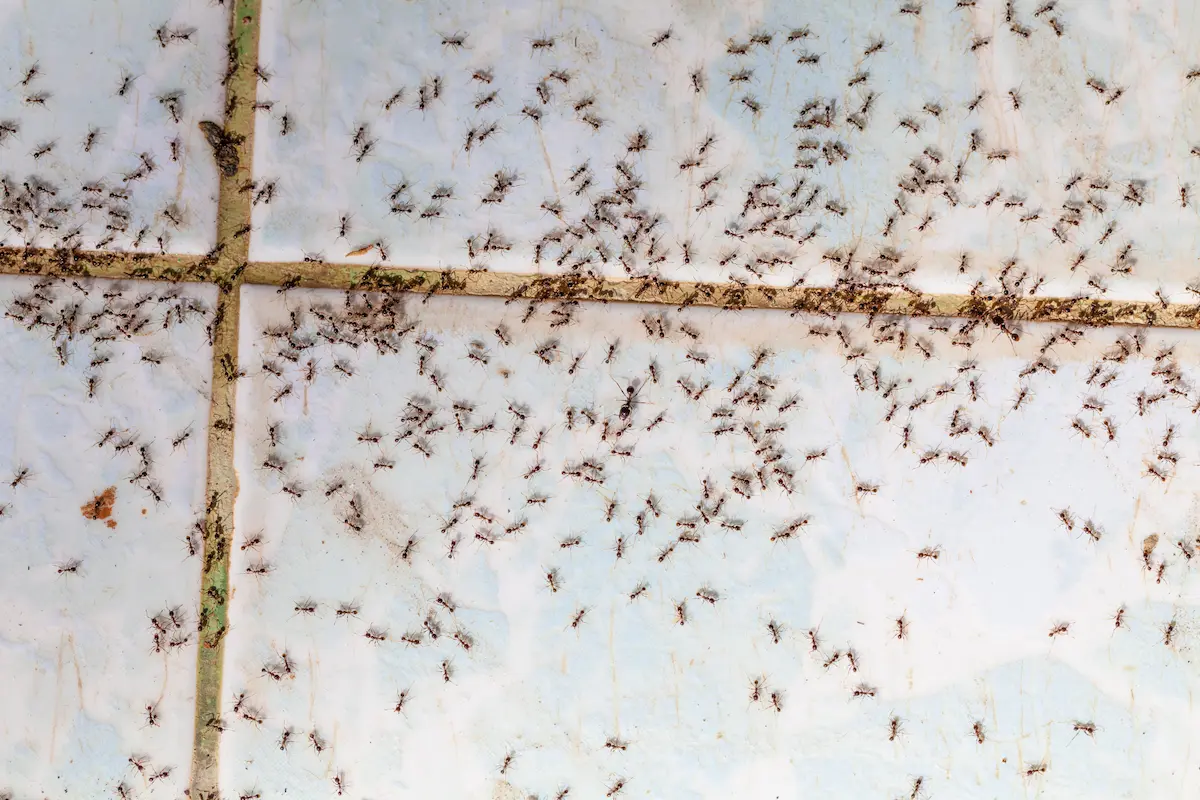 Large number of ants crawling across tiled floor surface