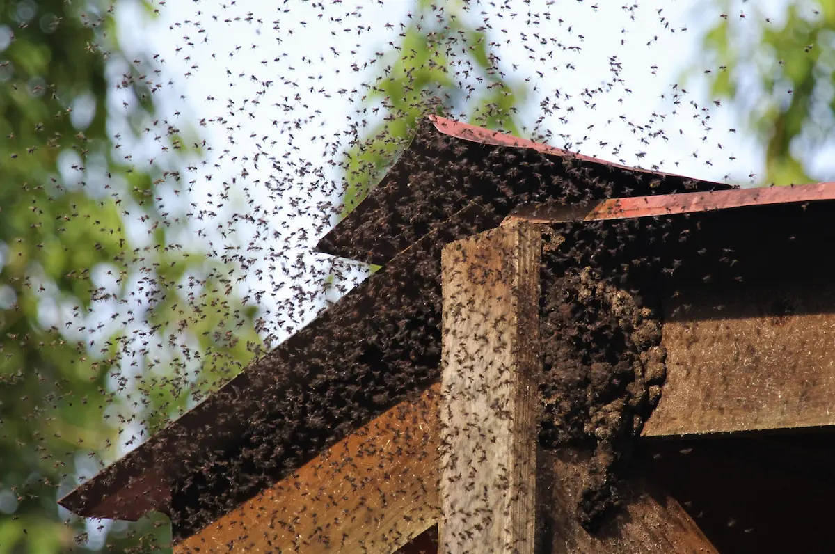 Large swarm of bees gathered around a house roof exterior