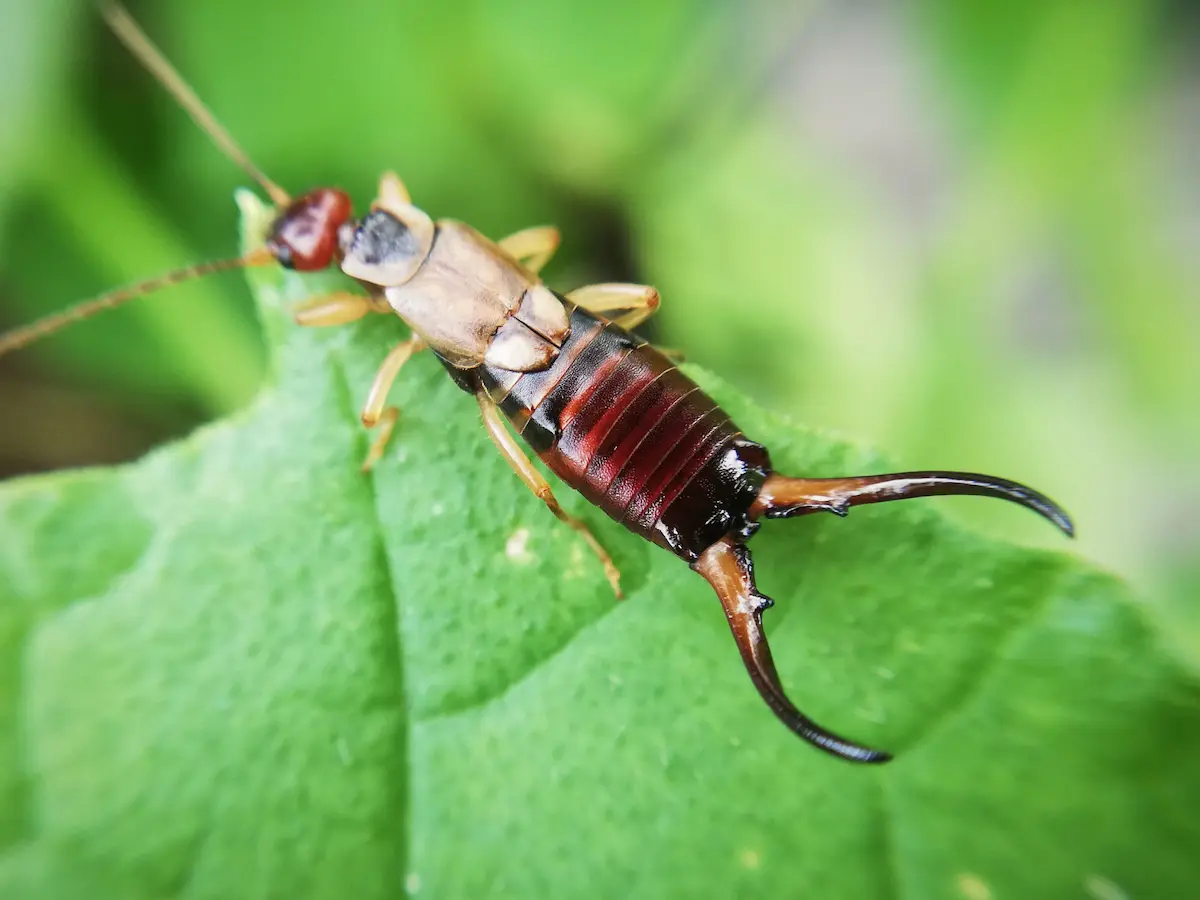 Macro close-up of an earwig with pincers on a leaf