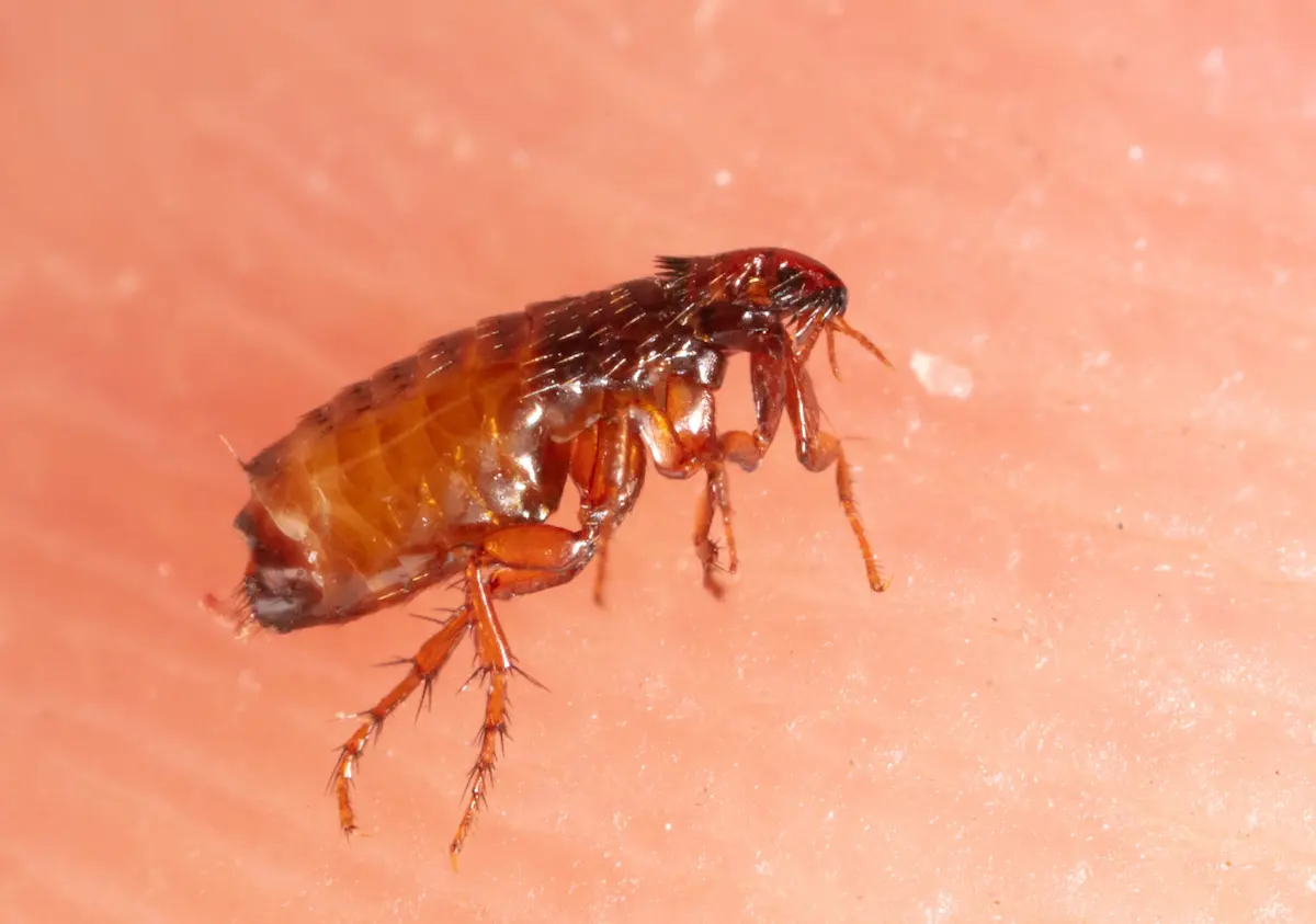 Close-up macro of a flea on human skin