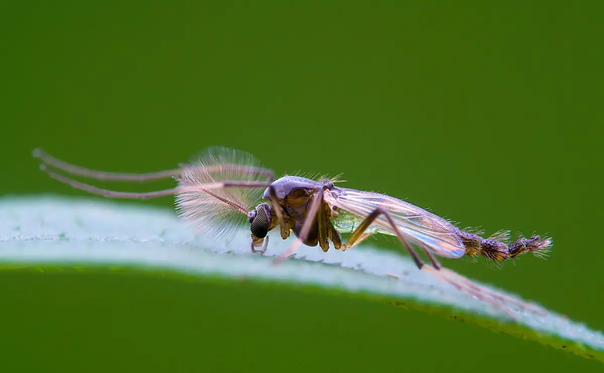 Macro image of a non-biting midge resting on a green leaf.
