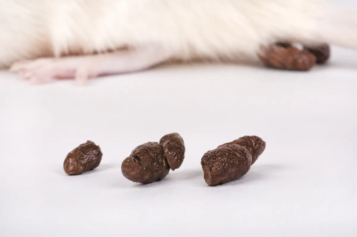 Close-up image of rat droppings on a white surface