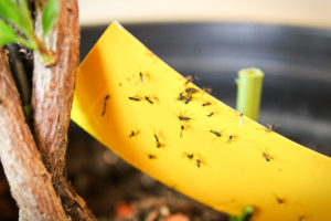 shutterstock 1294726585 Closeup,Of,Fungus,Gnats,Being,Stuck,To,Yellow,Sticky,Tape