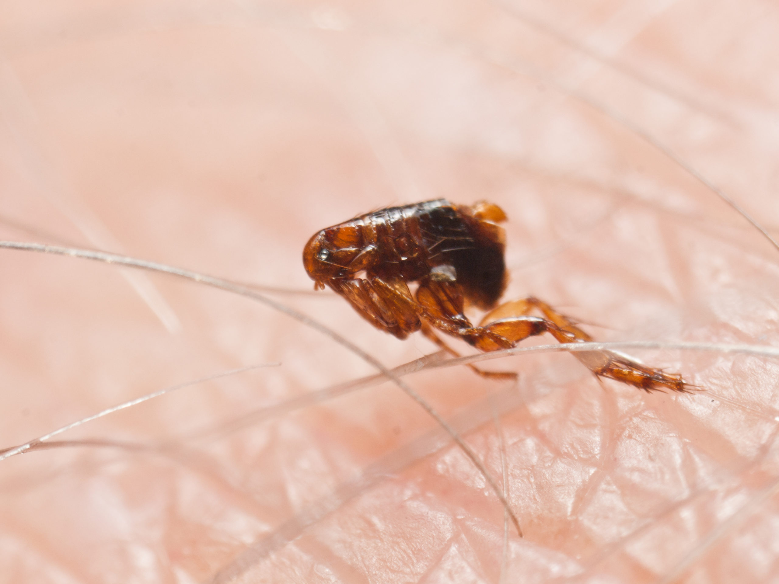 shutterstock 1332117725 scaled Flea Treatments