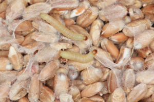 shutterstock 1350815750 Caterpillar,Of,Indianmeal,Moth,Plodia,Interpunctella,Of,A,Pyraloid,Moth