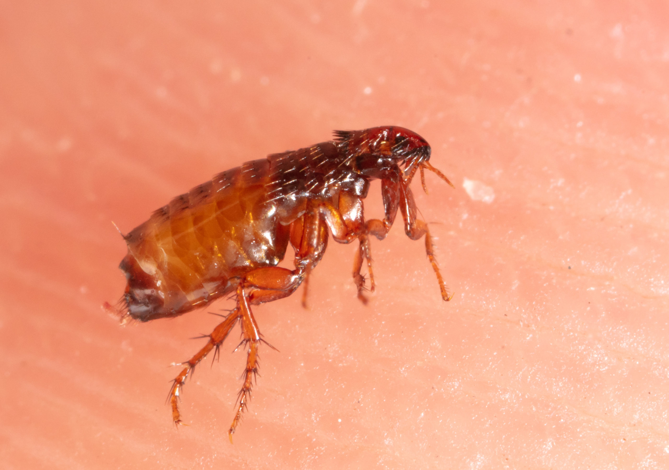 shutterstock 1589679310 scaled Flea Treatments